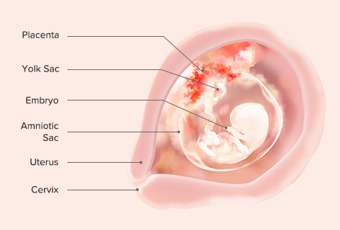 Week 12 Pregnancy: Skin Changes, Baby Development, & Belly • Kopa