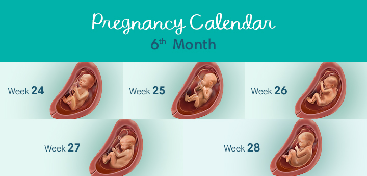 lmp-pregnancy-weeks-months