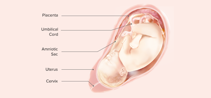 fetal development-Article Content Image 35 pregnancy week 39 fetus