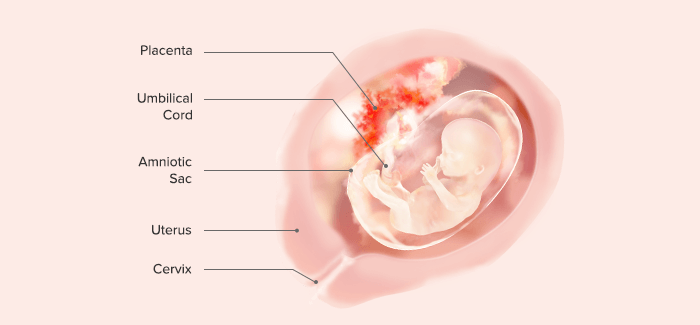 fetus at 14 weeks pregnant