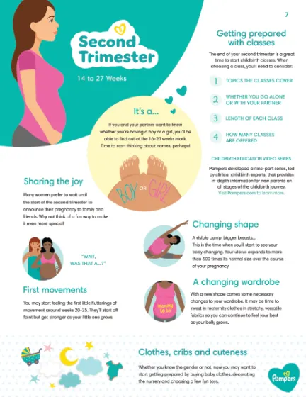 Second Trimester