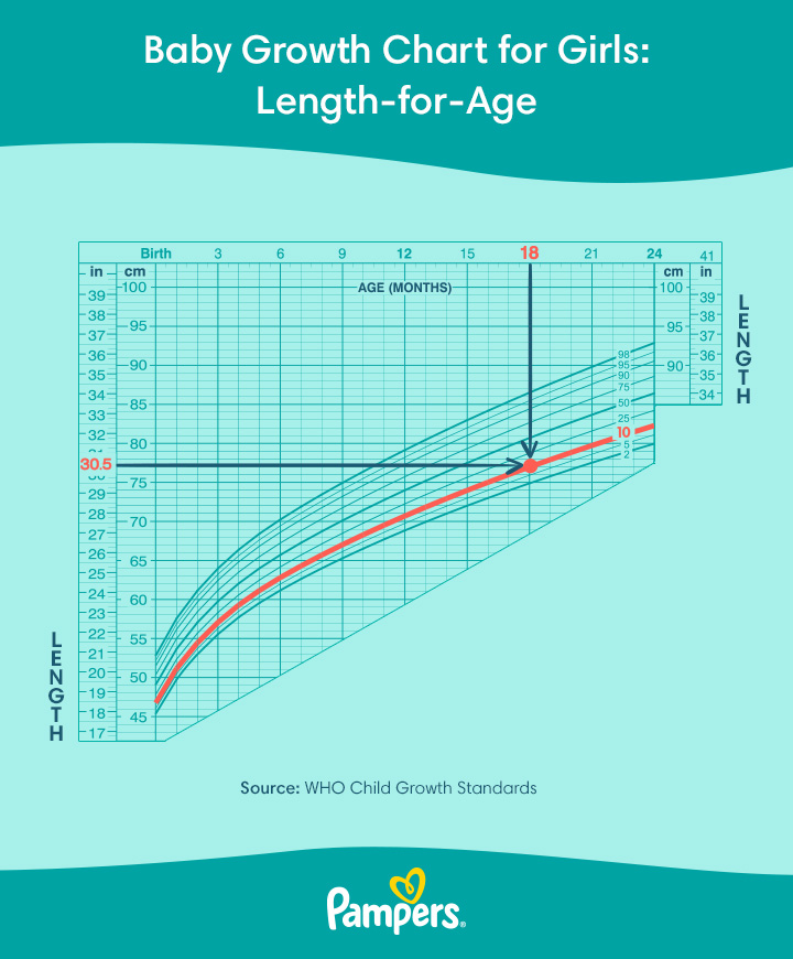 Baby Growth Chart The First 24 Months