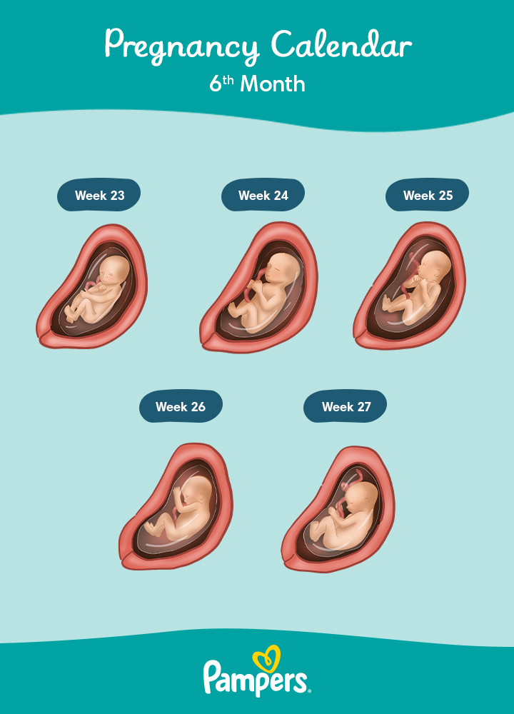 US Pregnancy Calendar Months 06 DT 