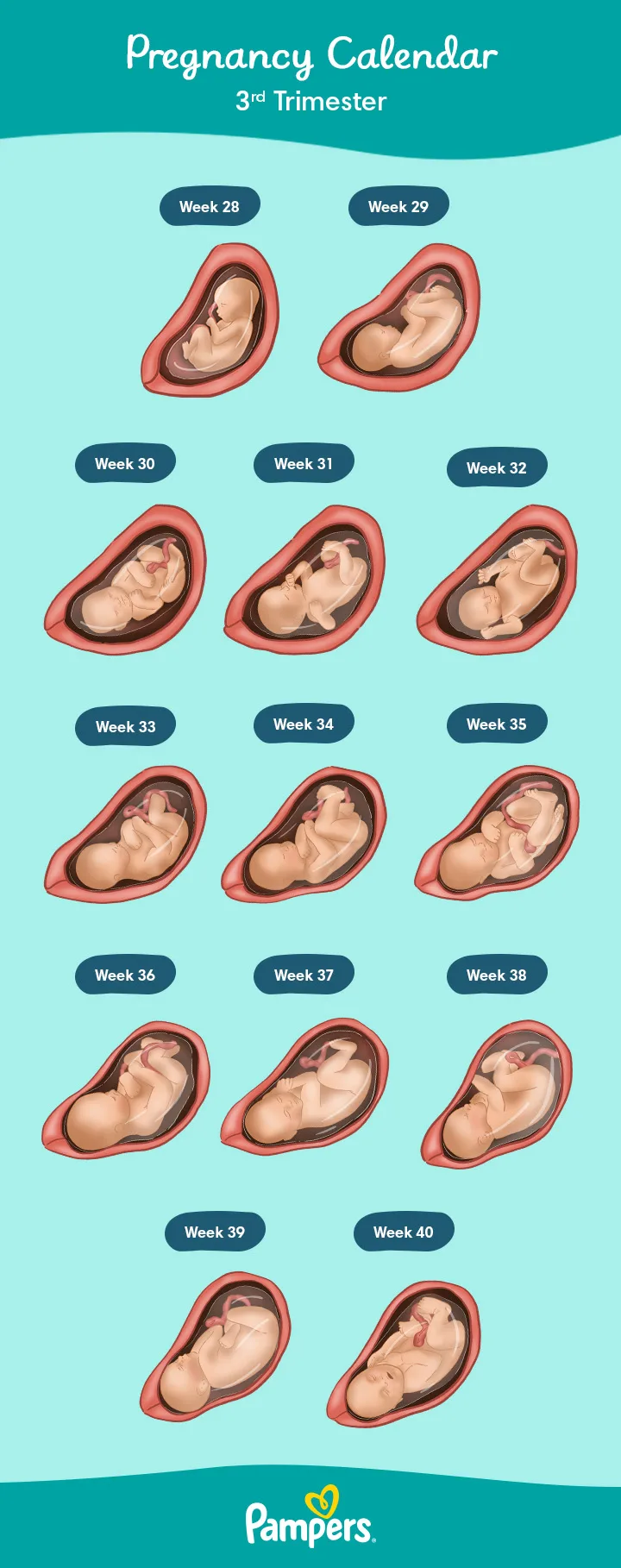 Second Trimester  3D Animated Pregnancy Guide 