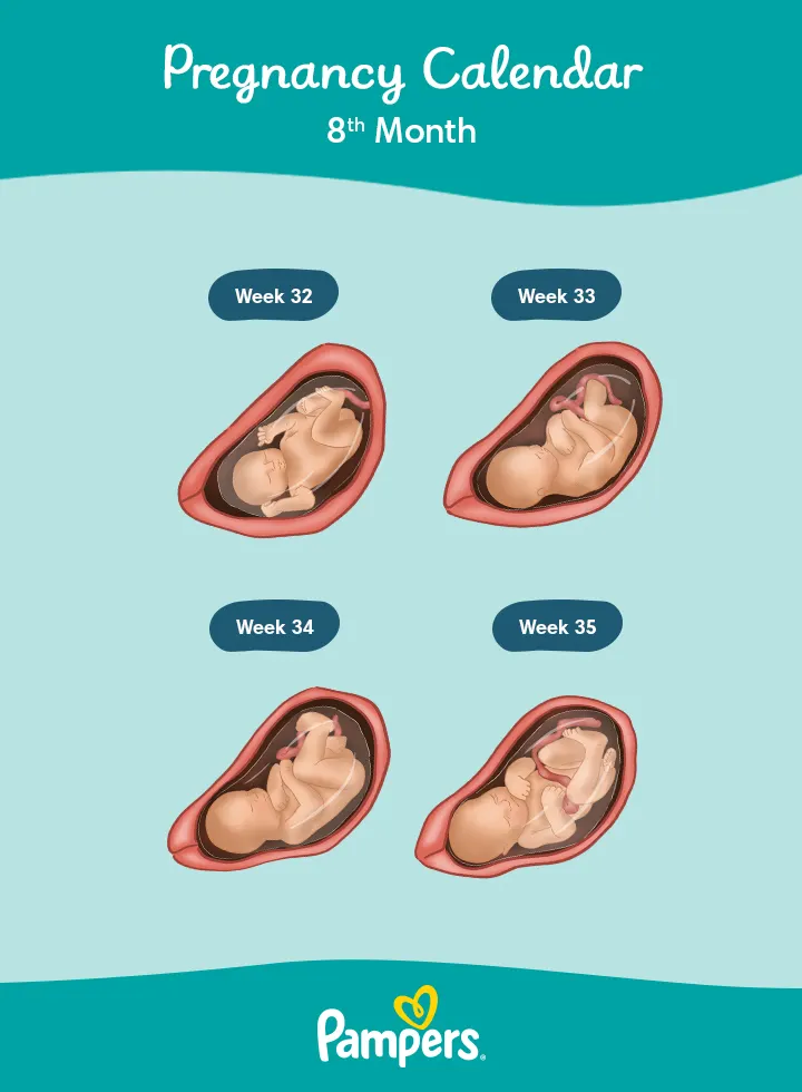 8 Months Pregnant Symptoms And Fetal