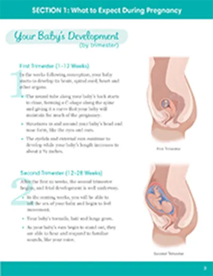 What to Expect During Pregnancy 