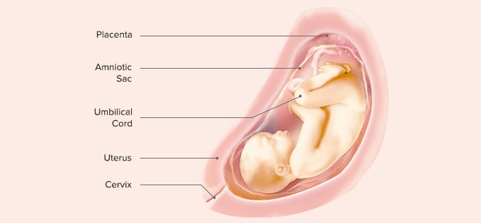 fetal development-Article Content Image 26 pregnancy week 29 fetus