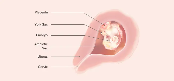 embryo at 4 weeks pregnant