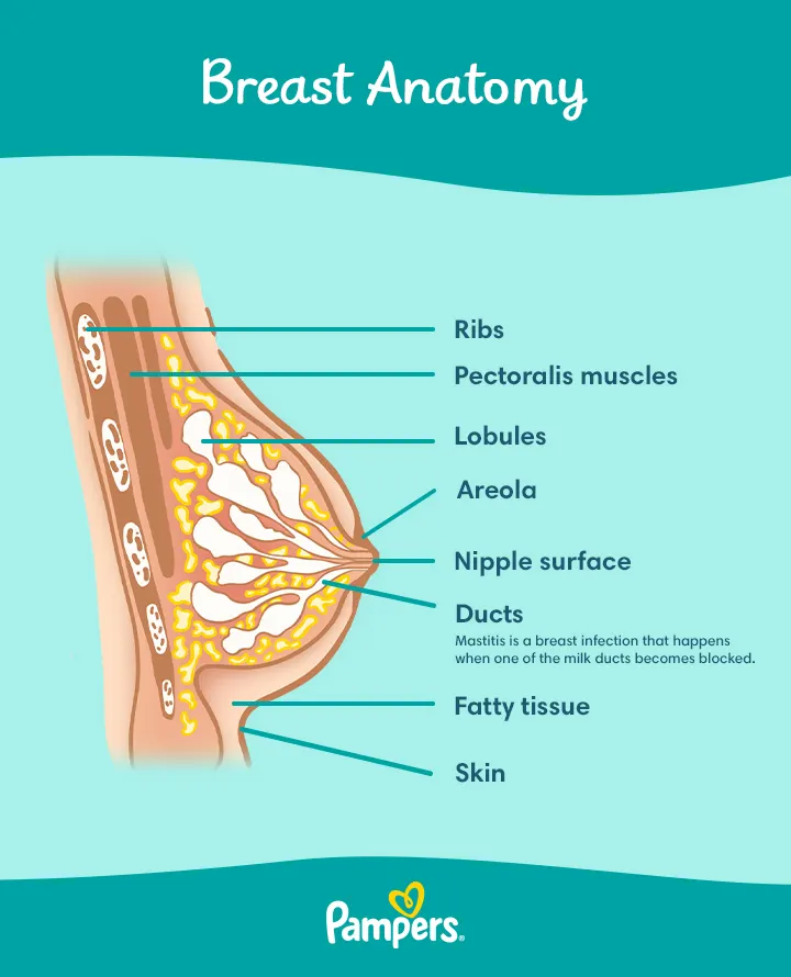 Breast Anatomy Worksheet Single FILLED Digital Download Human