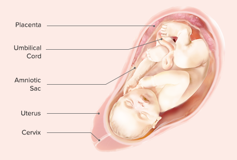 Fetal Development Week By Week Pampers