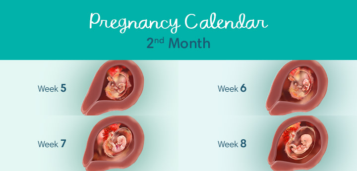 2 Months Pregnant Symptoms And Fetal Development Pampers