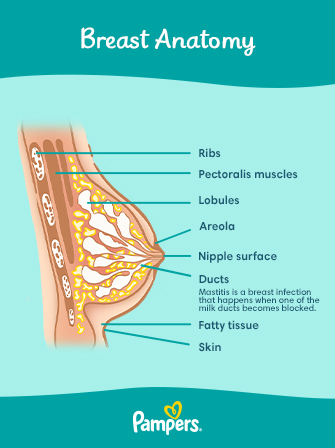 Mastitis - Symptoms, Treatment & Causes