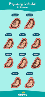 Pregnancy Second Trimester