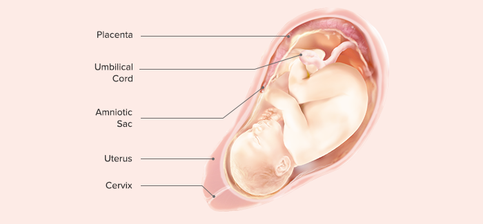fetal development-Article Content Image 34 pregnancy week 38 fetus