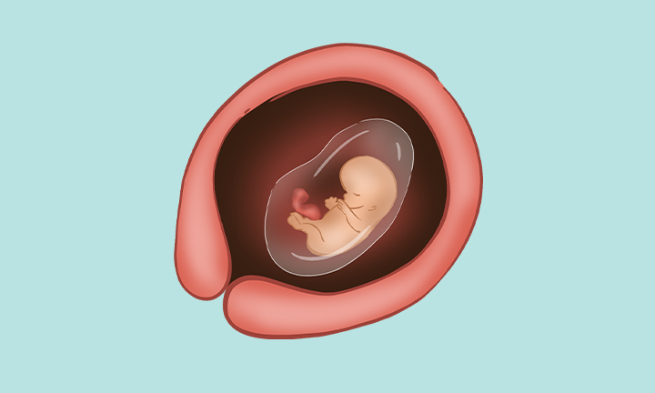 baby size at 10 weeks gestation