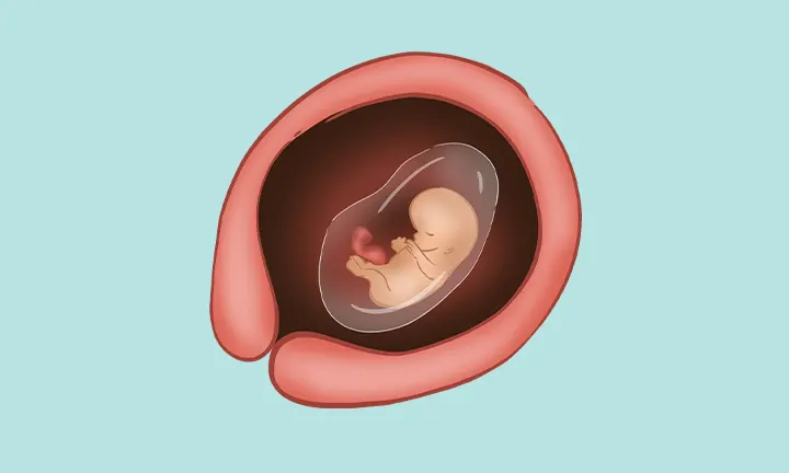 what does an embryo at 10 weeks pregnant look like