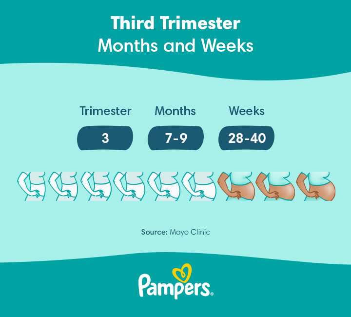 Pregnancy - Third Trimester Weeks 28–40  Third trimester pregnancy,  Trimesters of pregnancy, Pregnancy facts
