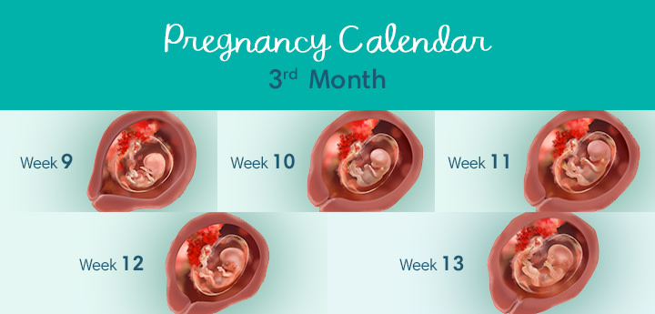 3 Months Pregnant Symptoms And Fetal Development Pampers