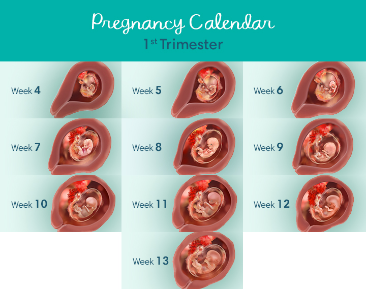 fetal development visuals carousel