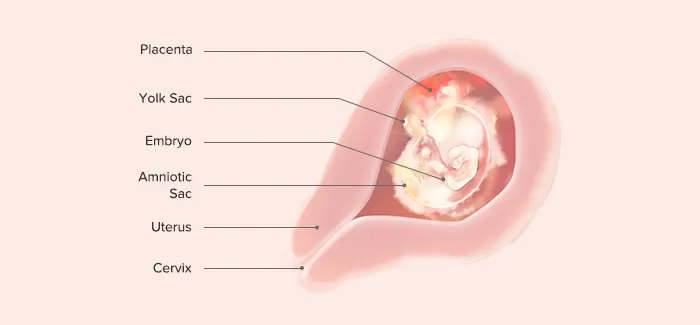 embryo at 5 weeks pregnant