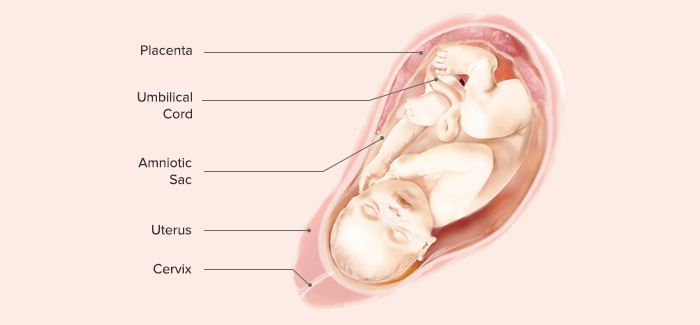 fetal development-Article Content Image 36 pregnancy week 40 fetus