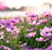 Birth month flowers