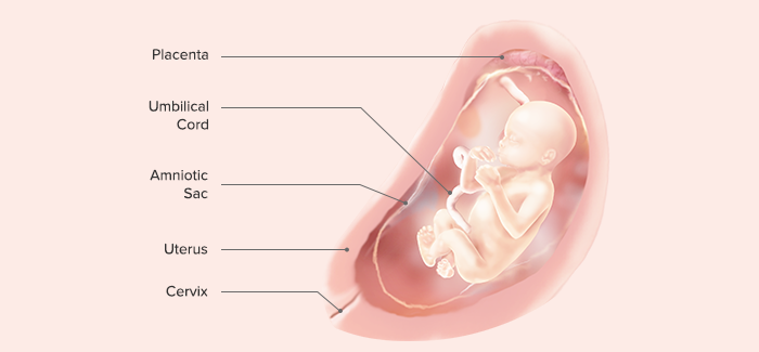 fetal development-Article Content Image 17 pregnancy week 20 fetus