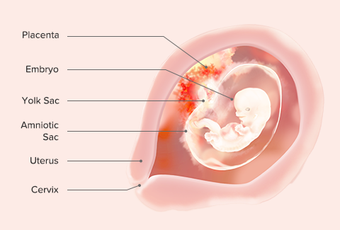 Trimesters of pregnancy three What Happens