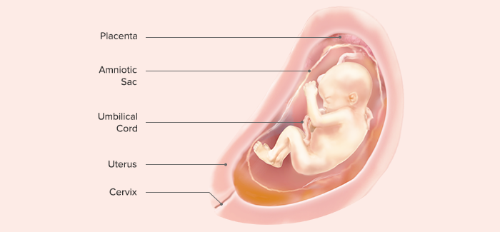 fetal development-Article Content Image 23 pregnancy week 26 fetus