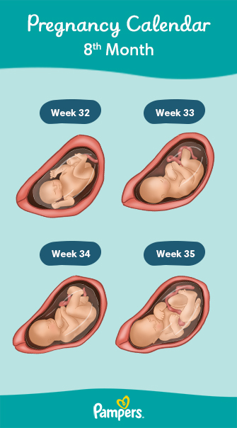 fetal development month 8