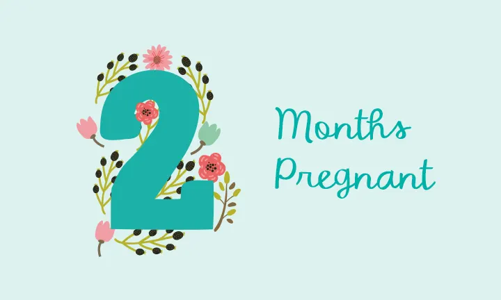 2 Months Pregnant: Symptoms and Fetal Development | Pampers