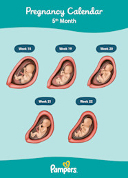 Months Pregnant Symptoms And Fetal Development Pampers 46 OFF