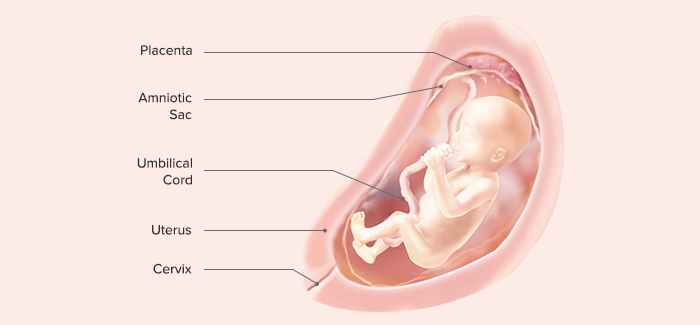 fetal development-Article Header Image 18 pregnancy week 21 fetus