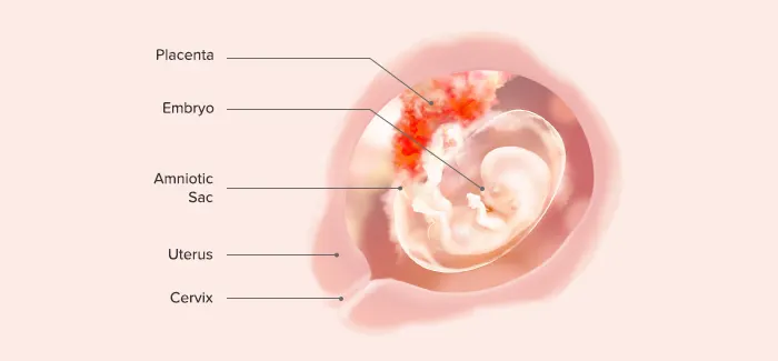 fetus at 12 weeks pregnant