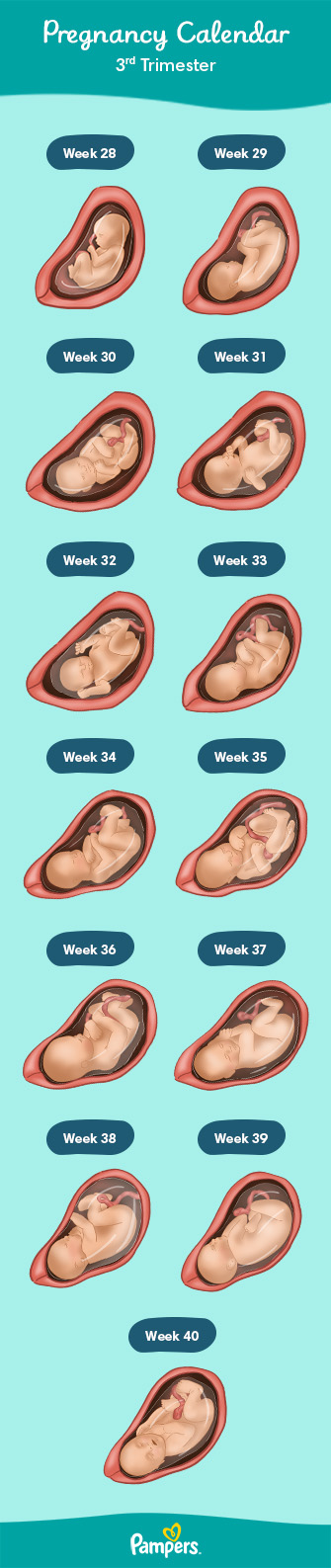 Pregnancy Weeks to Months - How Many Weeks, Months and Trimesters in a  Pregnancy?