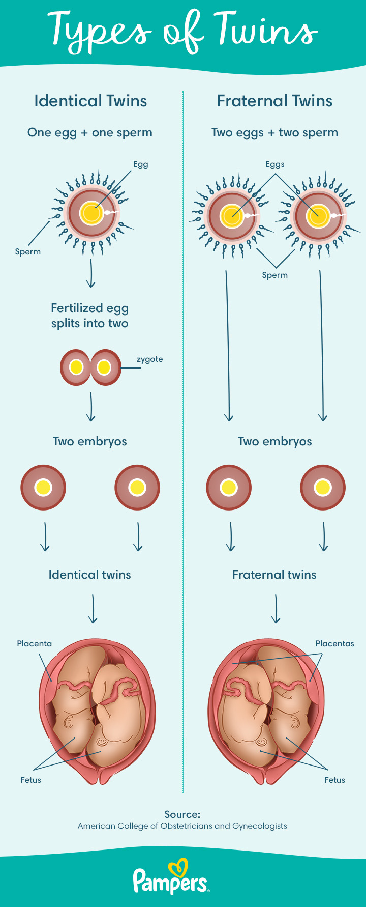 Early Pregnancy Symptoms Timeline   US Fraternal Or Identical Twins Article Illustration 720 V2 