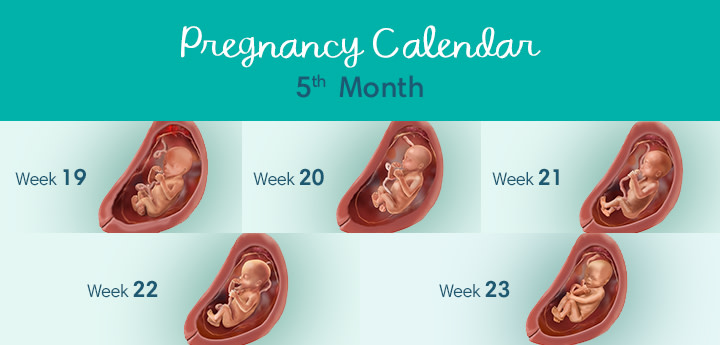 5 Months Pregnant Symptoms And Fetal Development Pampers