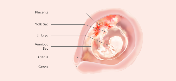 fetal development-Article Content Image 6 pregnancy week 9 fetus