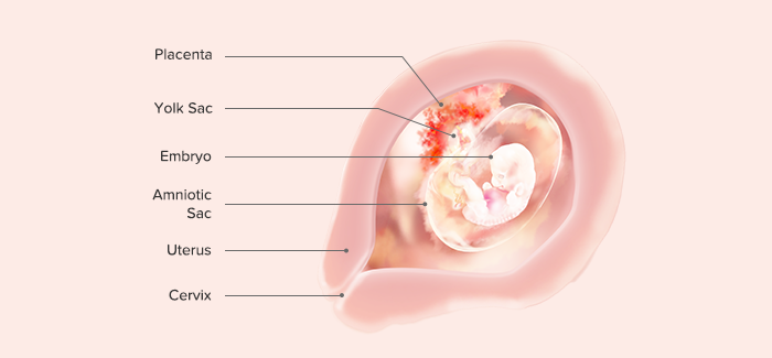 7 Weeks Pregnant Symptoms Tips And Fetal Development