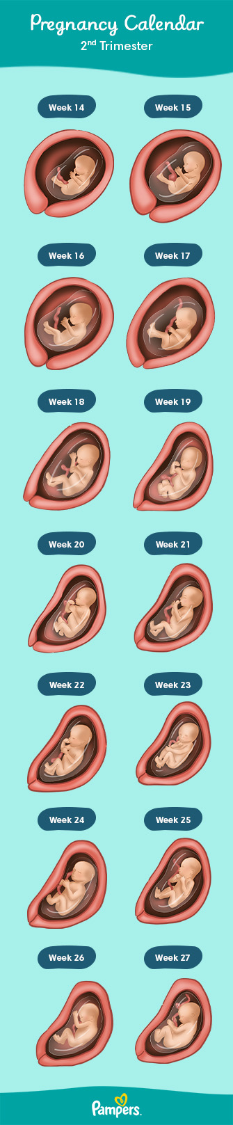 Second Trimester Pregnancy & Symptoms: The Ultimate Guide • Kopa Birth®
