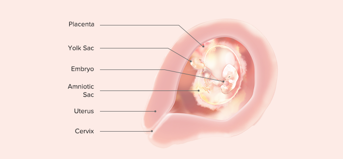 fetal development-Article Content Image 3 pregnancy week 6 fetus