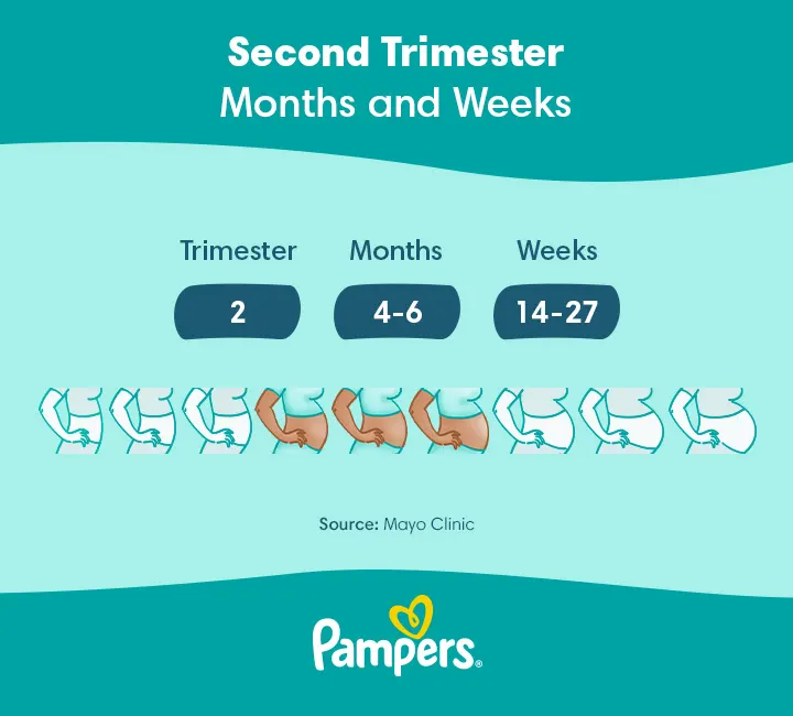 Pregnancy stages: week to month and trimester conversion chart