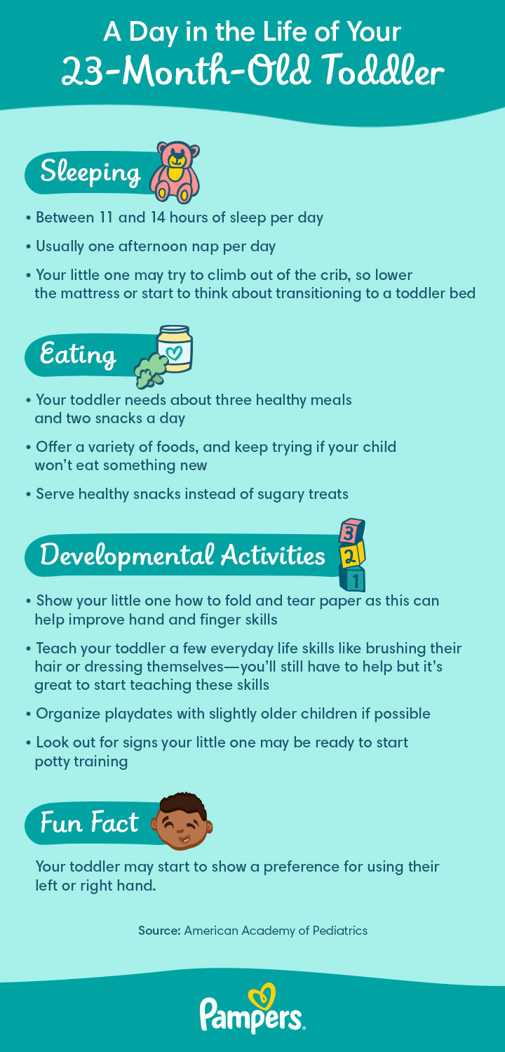 29-Month-Old Development Milestones: Toddler Month by Month