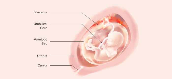 fetal development-Article Content Image 14 pregnancy week 17 fetus