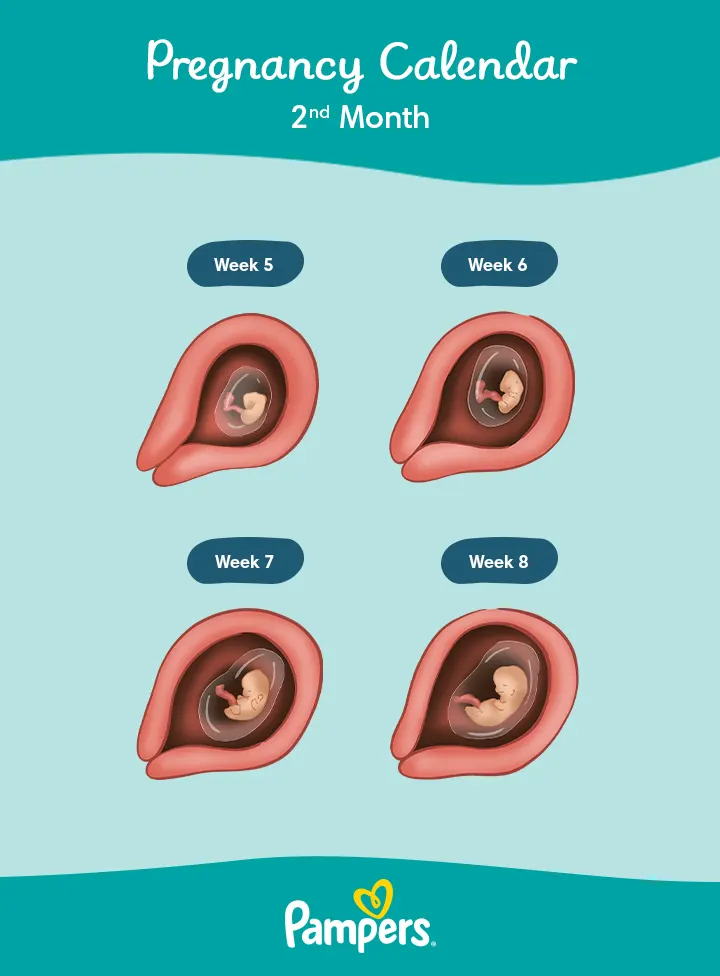 Menstrual Cycle - Week 2 - Day 1 - Baby Fetal Progress, Ultrasound