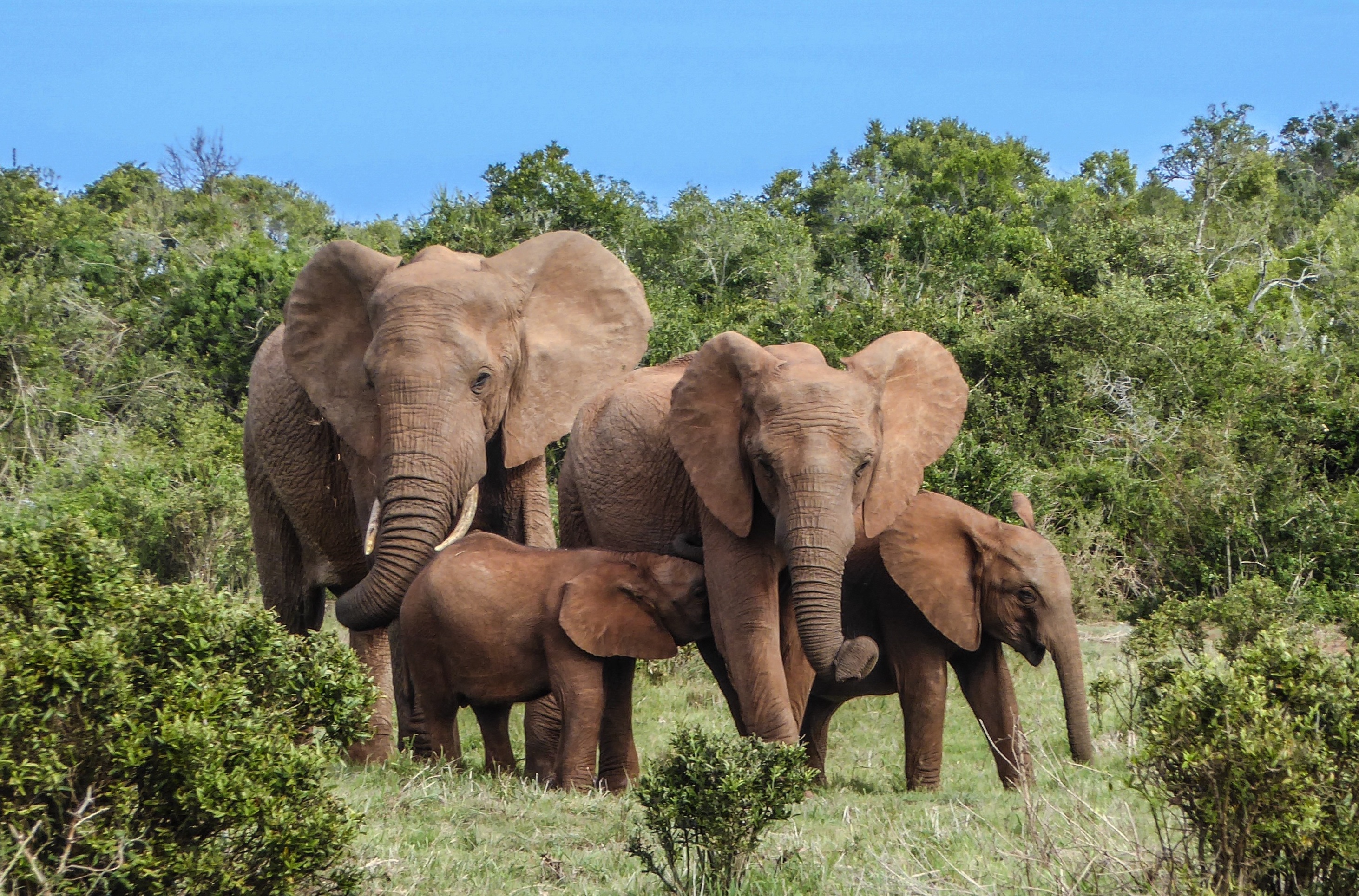 elephant family_4 elephants