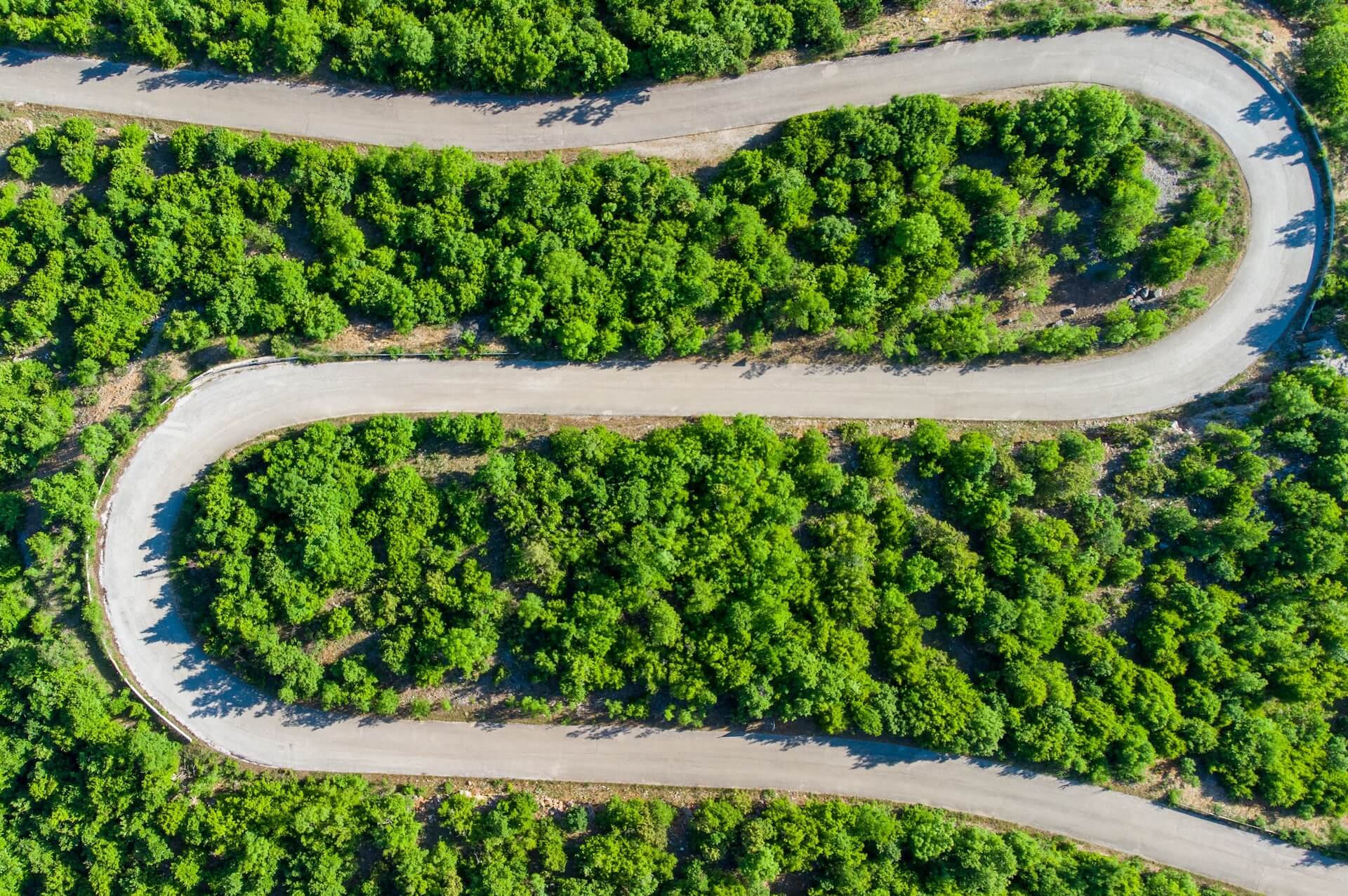 Winding road_forest