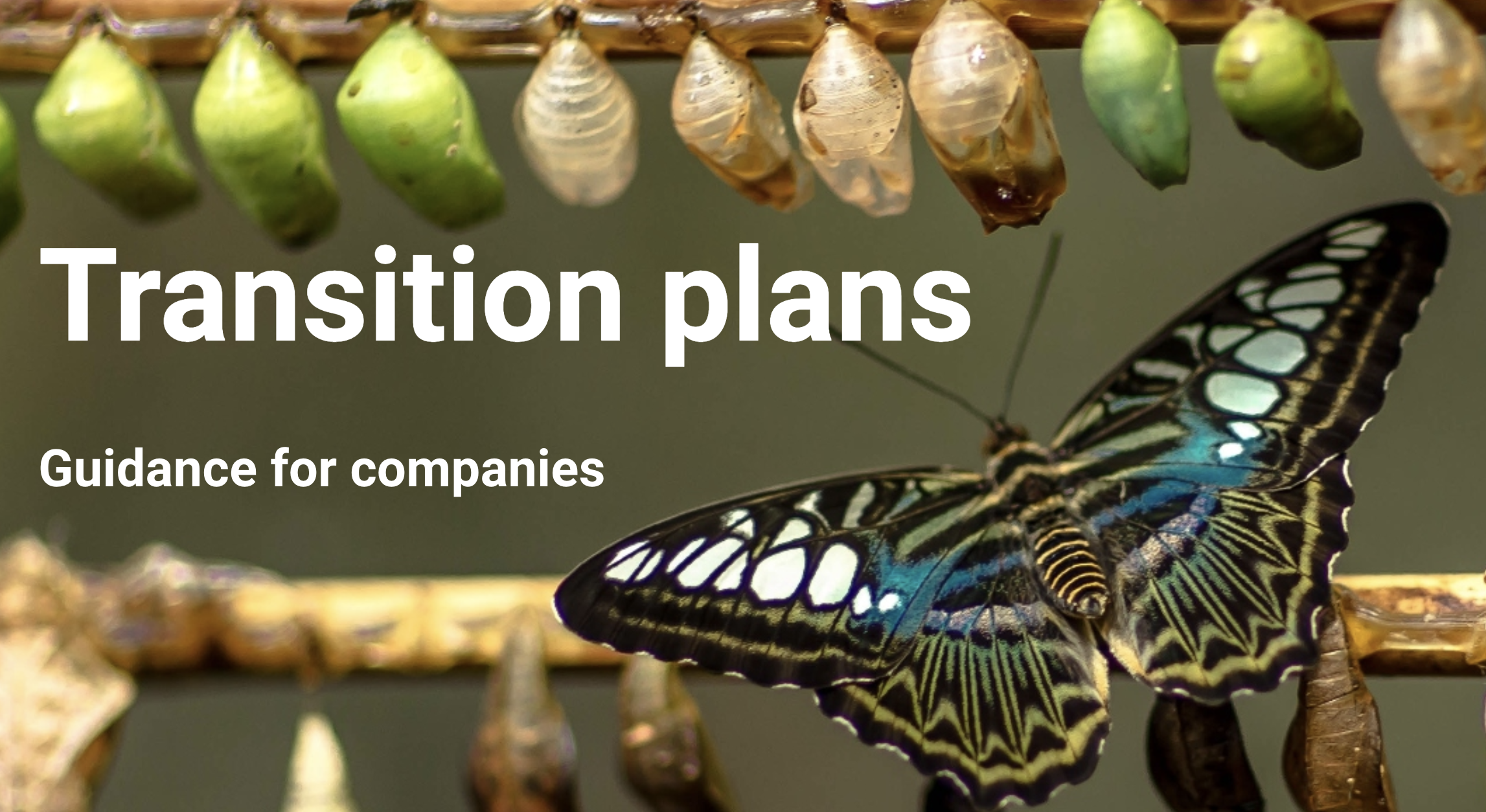 Transition Plans: Guidance for companies cover