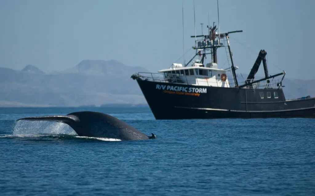 How Does Noise Pollution Harm Marine Species? cover