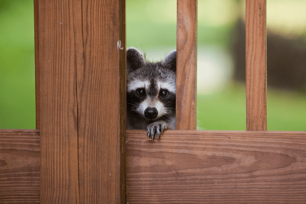 Raccoon peeking through fence